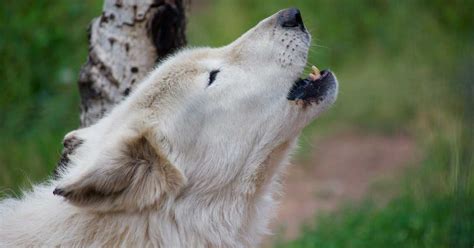 Colorado Wolf and Wildlife Center video on VeganTravel.com