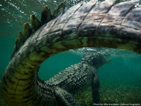 Interesting facts about crocodiles | Just Fun Facts