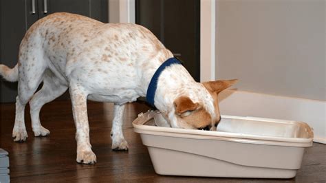 Why Do Dogs Eat Cat Poop? And Easy Ways To Stop Them!