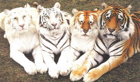 Types Of Tiger With Images | PeepsBurgh.Com