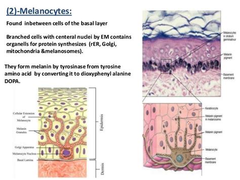 melanocyte cell histology - Google Search | Connective Tissue | Pinterest | Search