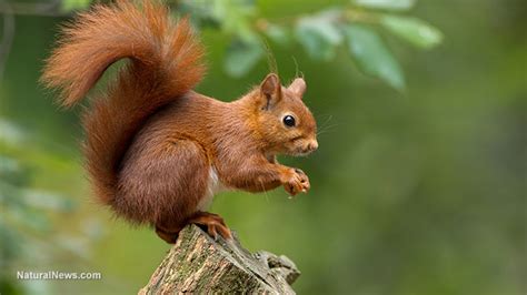 Warning: Red squirrels could be spreading human leprosy in the UK - NaturalNews.com