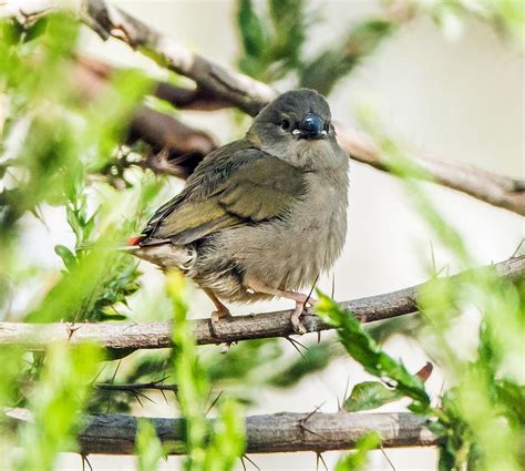 juvenile red-browed finch at Woodlands Historic Park, Vic,… | Flickr