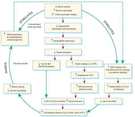 Role of ADH, Angiotensin and Aldosterone in Osmoregulation - Online ...