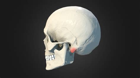 Mastoid Bone Diagram