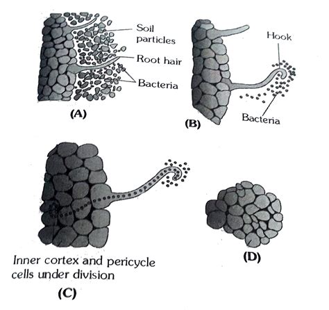 Rhizobium Bacteria Microscope