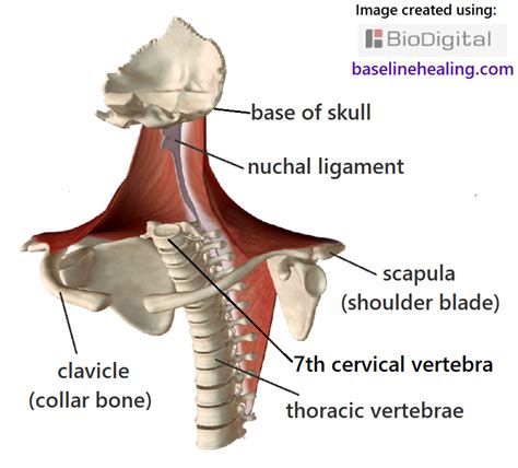 Body Alignment & Balance. Our Midline Anatomy & the Median Plane ...