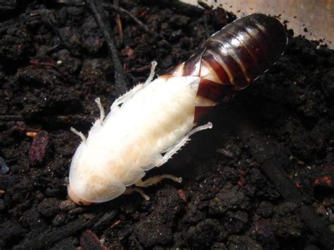 What is an albino cockroach? The truth about white cockroaches!