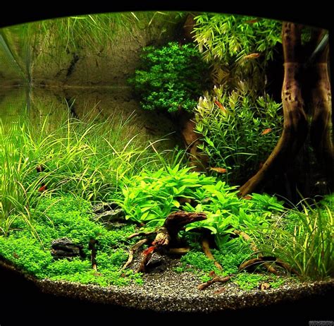 Aquascapes, Nature Aquariums and Planted Tanks | Nature aquarium, Aquascape, Aquarium