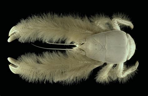 The Yeti Crab (Kiwa hirsuta): this crustacean lives near hydrothermal vents deep in the waters ...