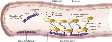 Intense Exercise Increases von Willebrand Factor and Factor VIII Levels ...