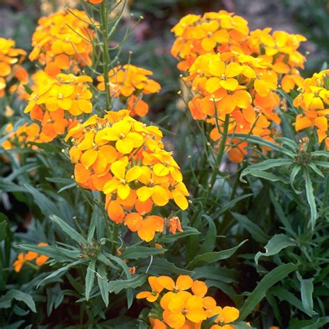 Siberian Wallflower Seeds, Cheiranthus allionii | American Meadows