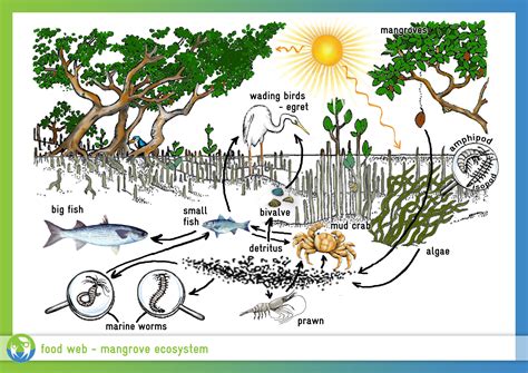 Pin by Sheetal Pachpande on landscape | Ecosystems, Food web, Forest ecosystem