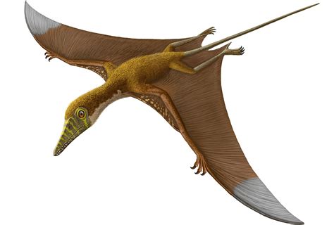 Free Pictures Of Flying Dinosaurs, Download Free Pictures Of Flying Dinosaurs png images, Free ...