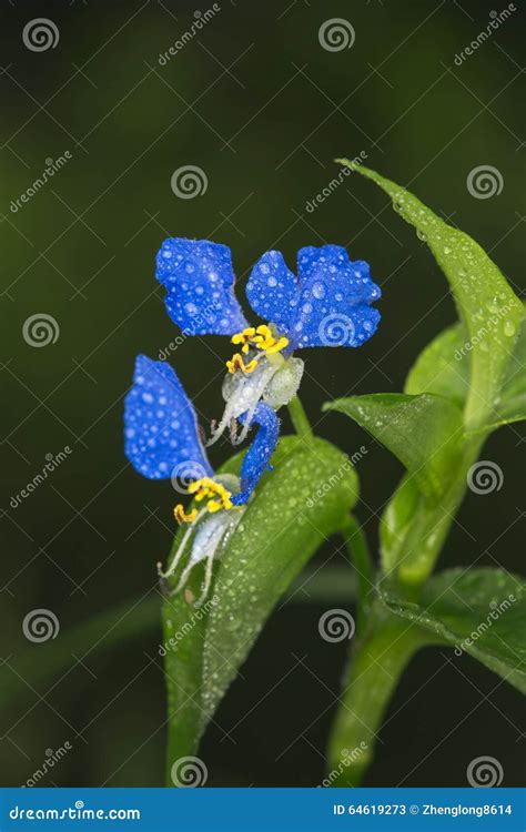 Asiatic Dayflower stock image. Image of blue, dayflower - 64619273