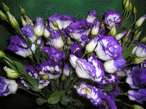 Romantic Flowers: Lisianthus Flower