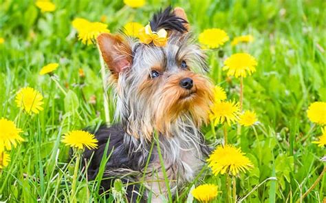 Yorkie Names - (135+ Sweet & Sassy Ideas) - My Dog's Name