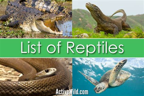 View 8 Reptiles Name List With Pictures - bubblequoteareajibril