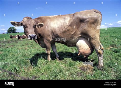 Cow with big udder milk Stock Photo: 6370443 - Alamy