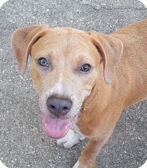 Randy | Adopted Puppy | Ormond Beach, FL | Black Mouth Cur/Catahoula ...