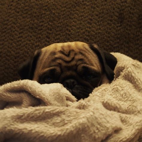 sleapy pug | pug going to sleep | ty f | Flickr