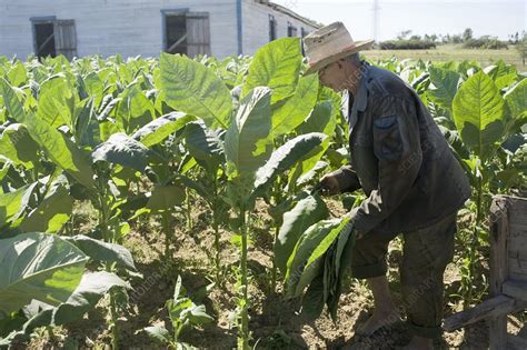 Tobacco farming - Stock Image - C002/2969 - Science Photo Library