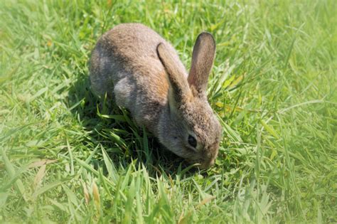 Images Gratuites : herbe, prairie, faune, pâturage, mammifère, lièvre ...