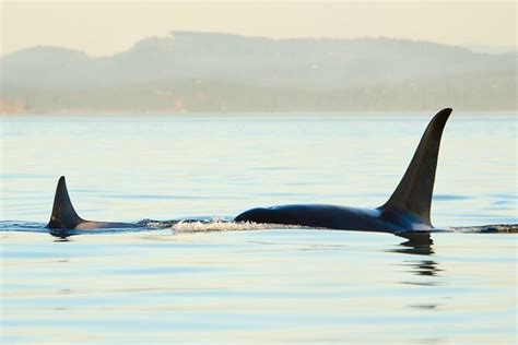 Juneau Wildlife Whale Watching & Mendenhall Glacier