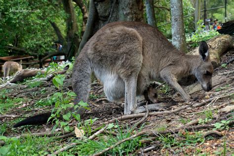 Australian Wildlife Encounter at Currumbin Wildlife Sanctuary ...