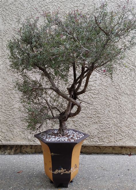 My Leptospermum scoparium or New Zealand Tea Tree. : r/Bonsai