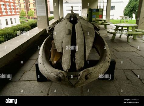 Fin Whale Skeleton (Balaenoptera physalus) - The skeleton of a Fin ...