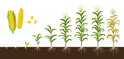 Peanut Growth Stages Stage Groundnut, Legume, Garden, Field PNG and Vector with Transparent ...