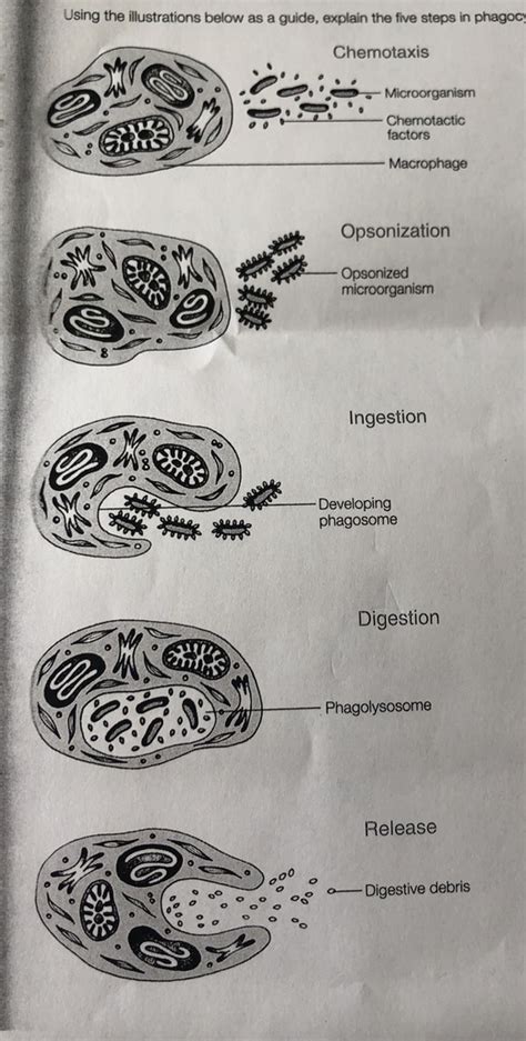 5 Steps of Phagocytosis Diagram | Quizlet