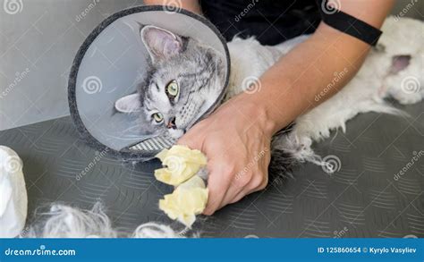 Professional Maine Coon Cat Grooming Close-up. Stock Photo - Image of ...