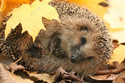 Hedgehog in forest Stock Photo by ©xload 59998331