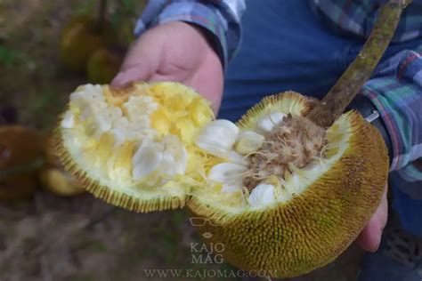 5 things about tarap fruit of Borneo you wouldn't learn in the classroom • KajoMag