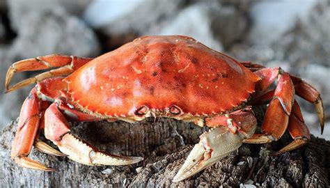 Is it Fair to Call Them Crabs? - saltys.com