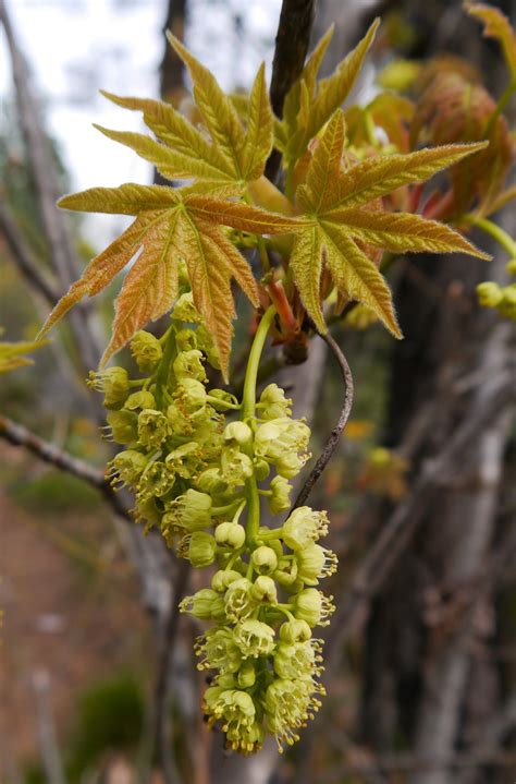 Bigleaf Maple | Small Tree Seedling – SequoiaTrees.com