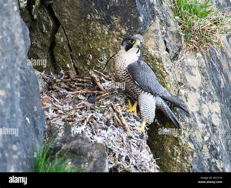 The falcon nest hi-res stock photography and images - Alamy