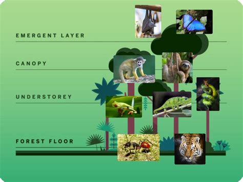 Rainforest layers Free Activities online for kids in 2nd grade by Tharitsawan Theemasin