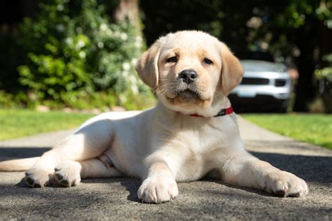 How to Groom a Labrador Retriever – American Kennel Club