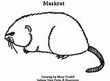 DNR Coloring Pages  Animals ClipArt Best sketch template