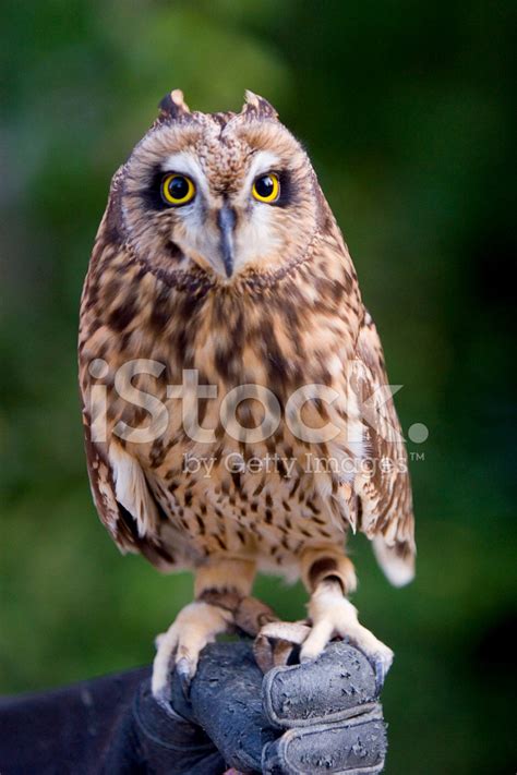 Pueo, The Hawaiian Owl Stock Photo | Royalty-Free | FreeImages