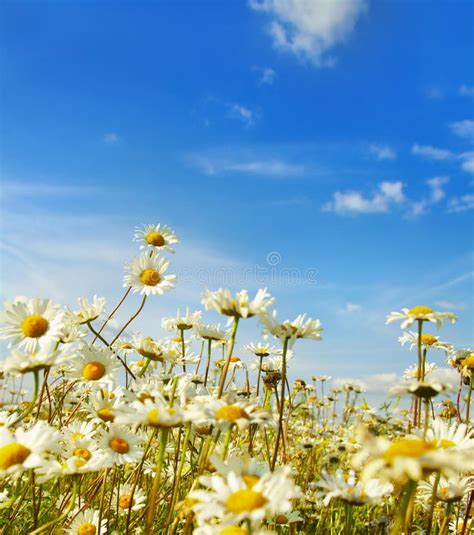 Ox-eye daisy stock image. Image of daisy, environmental - 6082229