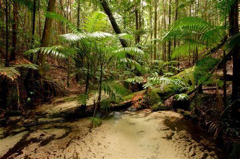 Rain Forest, Fraser Island, Australia – Dekorativní fotografie