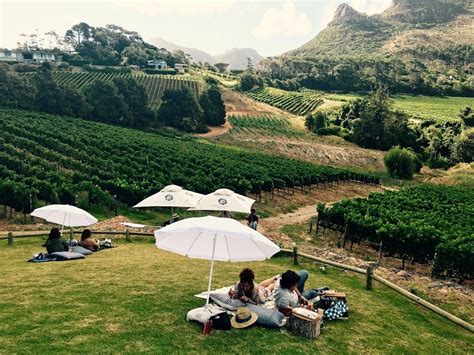 Best Wine Tasting Farms in Cape Town | Your Way To Travel