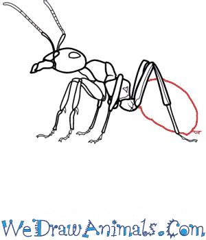 How to Draw a Realistic Ant