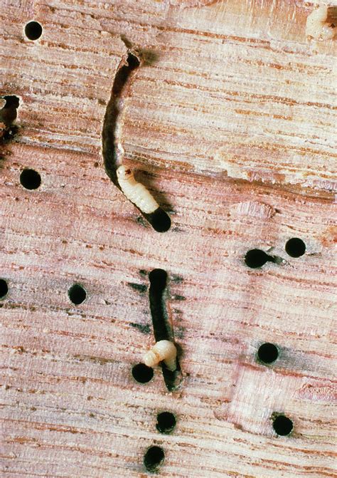 Wood Beetle Larvae Photograph by Dr Jeremy Burgess/science Photo Library