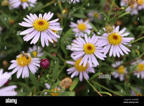 Boltonia flowers fotografías e imágenes de alta resolución - Alamy