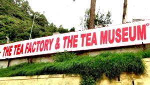 The Tea Factory and the Tea Museum at Ooty in Tamilnadu - Travel Agency